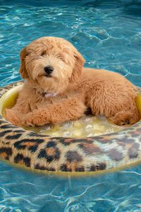 BROWN/MULTI PoolCandy Inflatable Pet Float Safari Collection, image 1